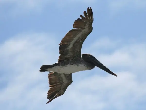 pelican flying overhead