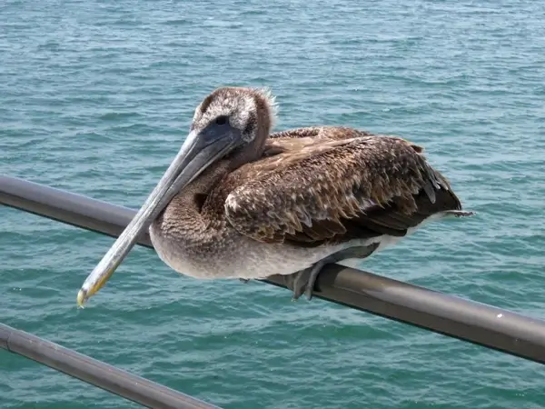 pelican perched on a pier railing