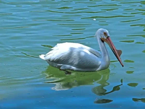 pelican zoo swimming