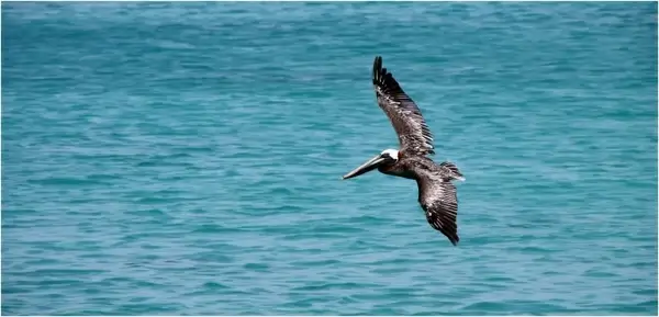 pelikan bird brown pelican