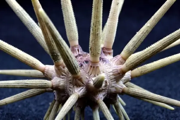 pencil urchin sea life ocean