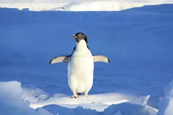 penguin funny blue 