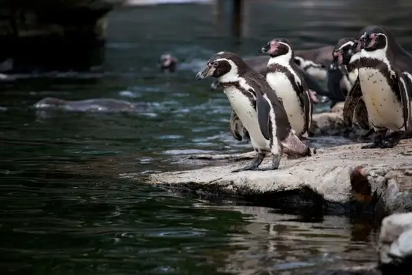 penguins in zoo