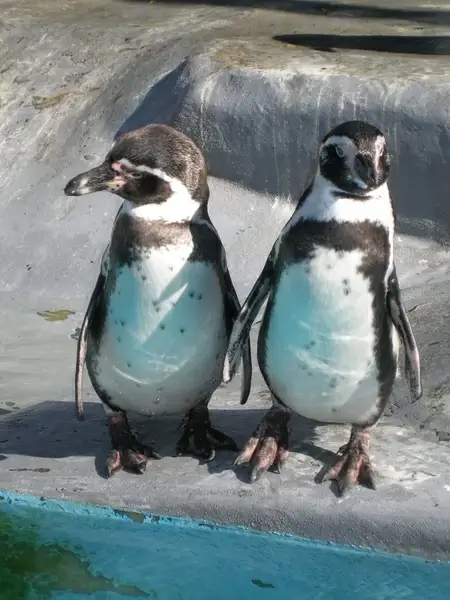 penguins zoo pets 