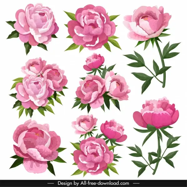 peonies petals icons pink blooming design