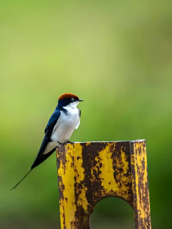perching swallow picture cute closeup scene 