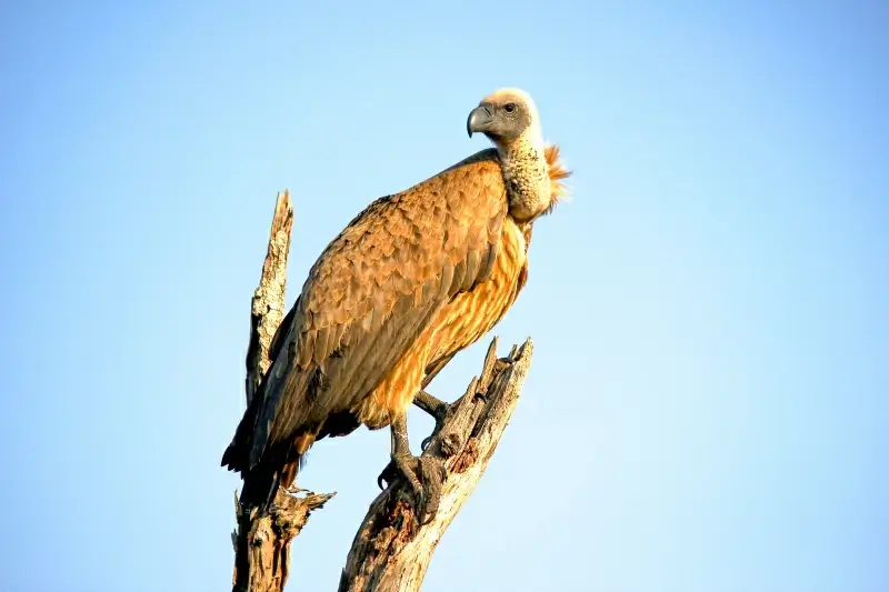 perching vulture picture bright elegant realistic