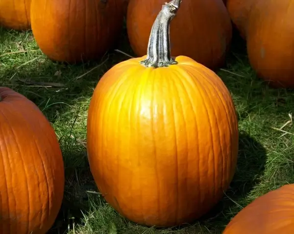 perfect pumpkin