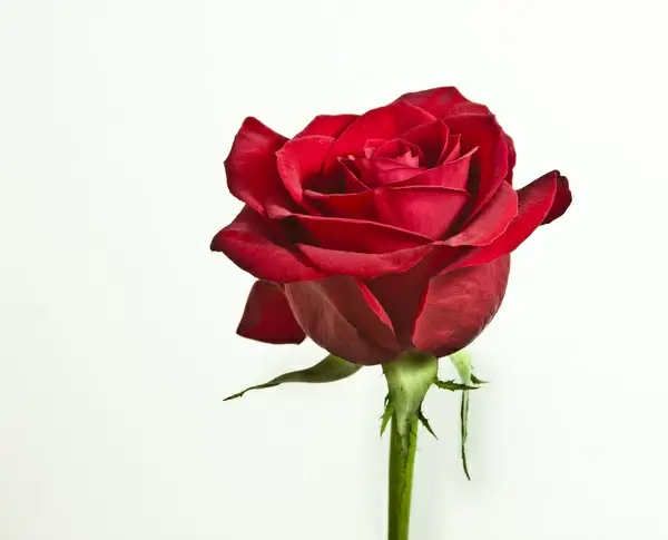 perfect rose