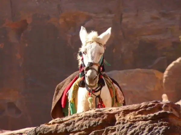 petra jordan holiday