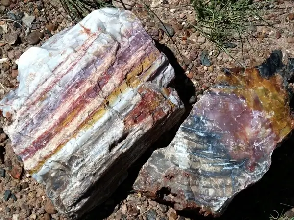 petrified forest national