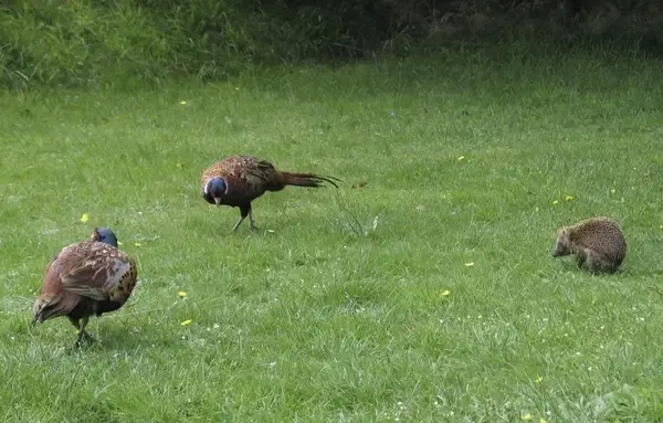 pets pheasants hedgehog