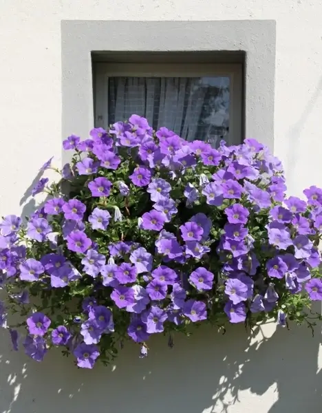 petunia balcony plants ornamental plant