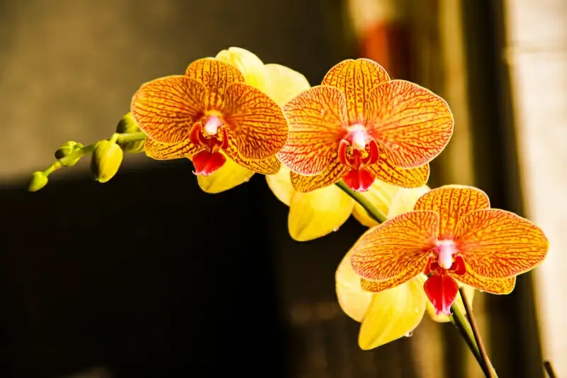 phalaenopsis picture elegant closeup 