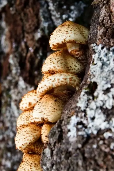 pholiota squarrosa