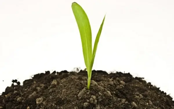 picture of plant to grow in the soil