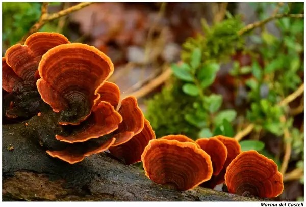 piece of forest