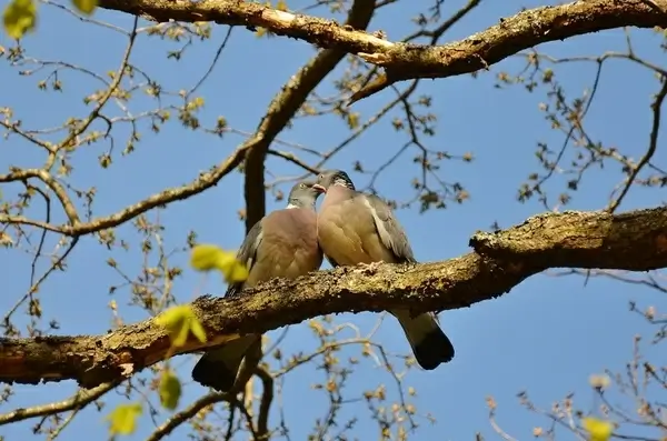 pigeons couple pair