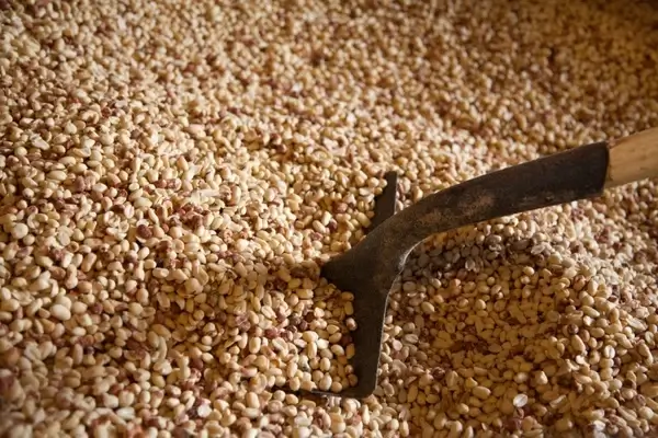 pile of peanuts