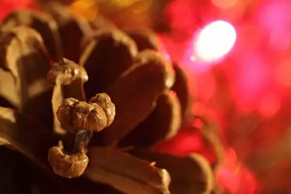 pine cone and red light
