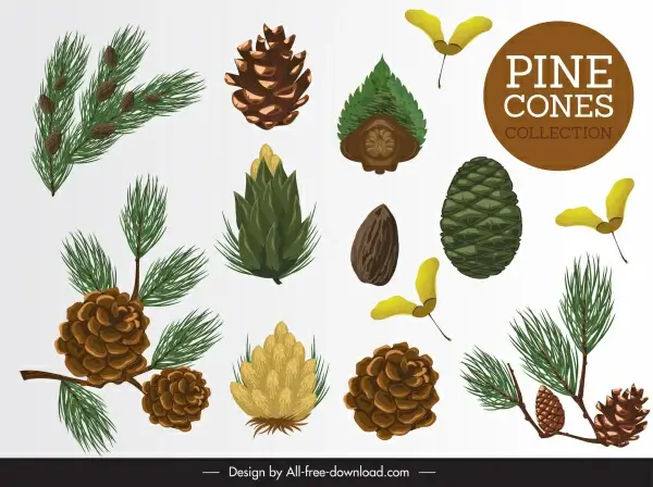 pine design elements leaf seed flower sketch