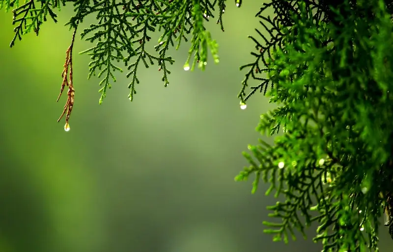 pine tree backdrop picture elegant leaves closeup 