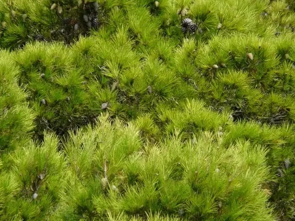 pine tree needles
