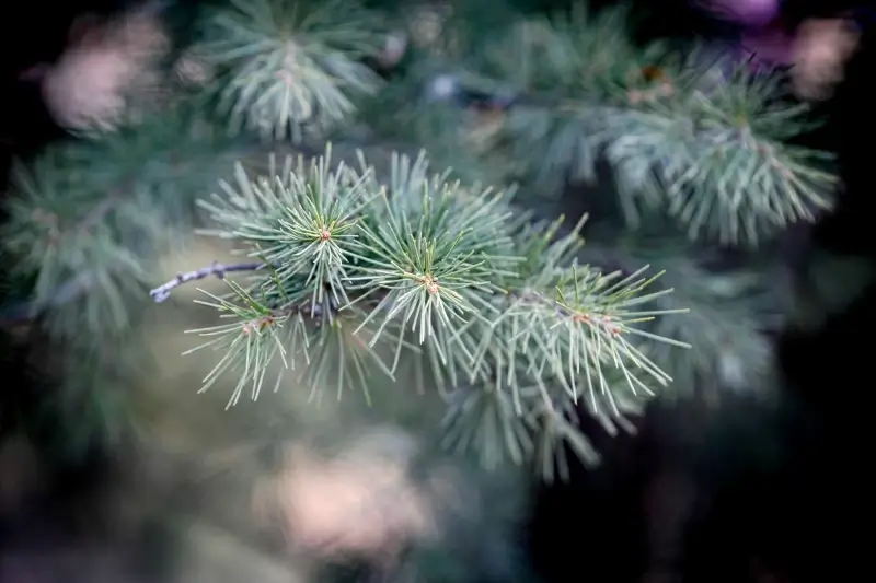 pine tree picture contrast elegant blurred closeup 