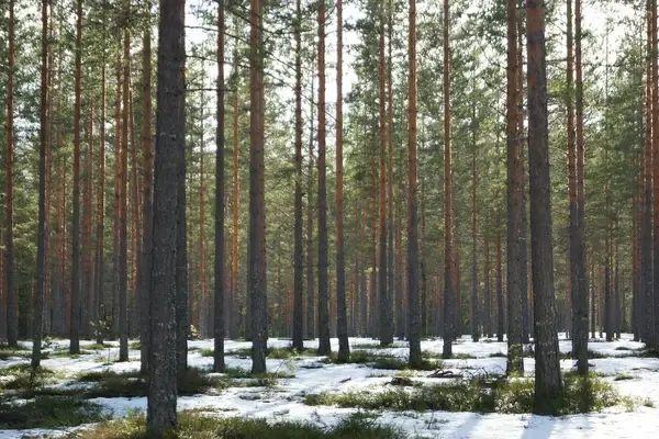 pines and lines 