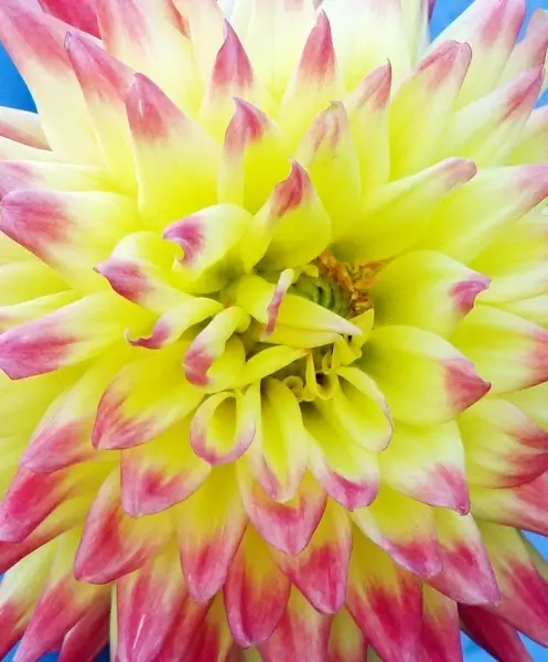 pink and yellow mum