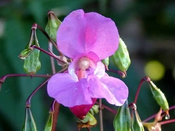 pink bloom