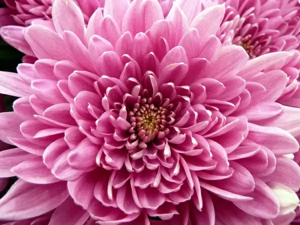pink chrysanthemum