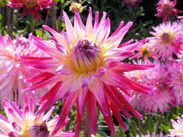 pink desire