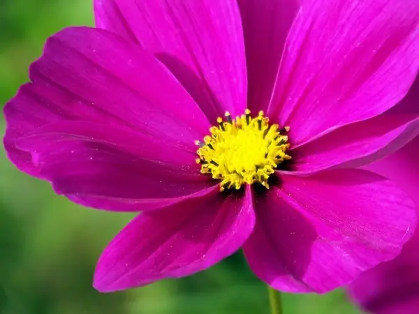 pink flower