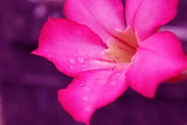 pink flower with raindrops 2
