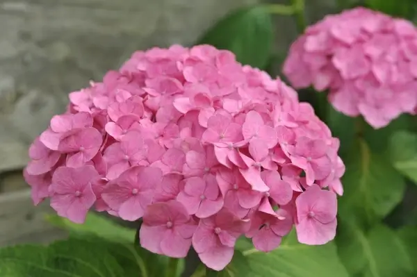 pink hydrangea