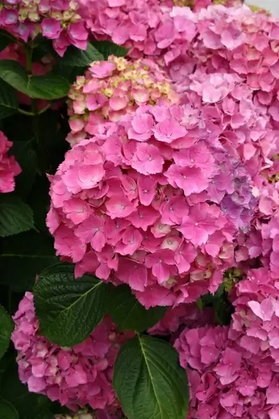 pink hydrangea blooms with foliage