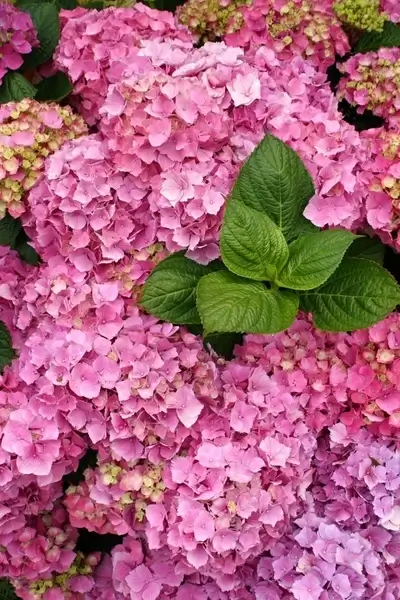 pink hydrangea blooms with foliage