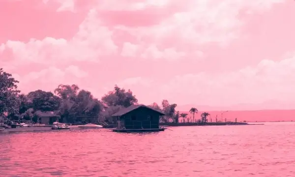 pink nature background