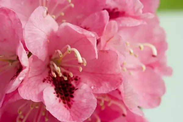 pink rhododendron