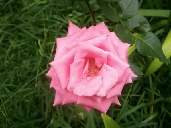 pink rose