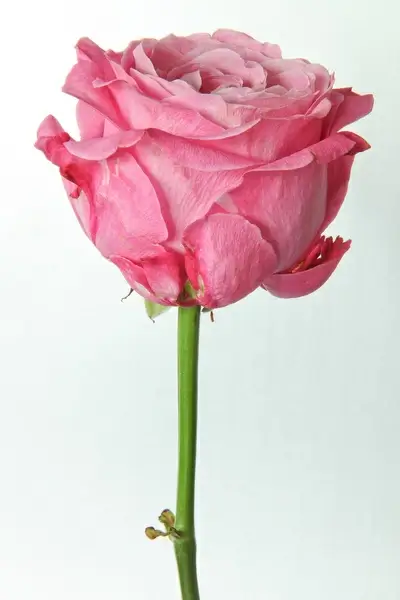pink rose