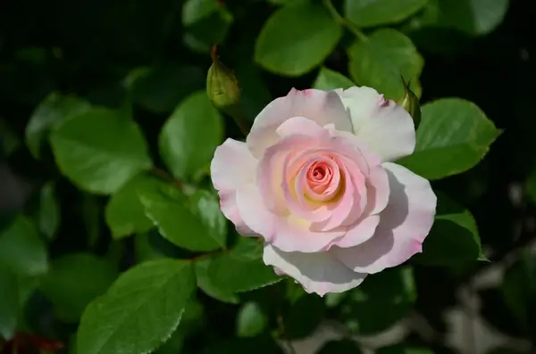 pink rose