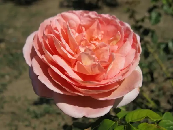 pink rose