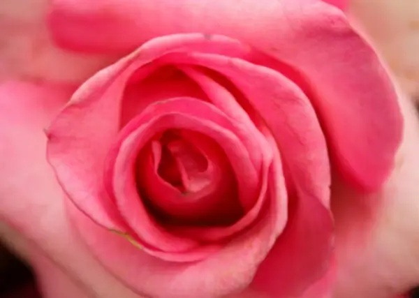 pink rose