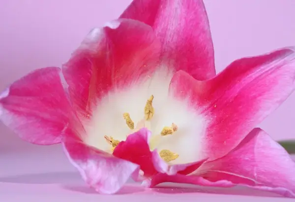 pink tulip