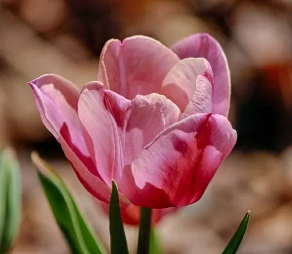 pink tulip tulipa spring blossom