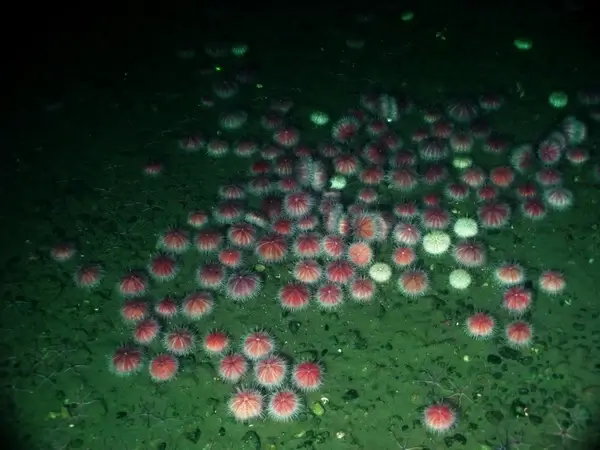 pink urchin sea ocean