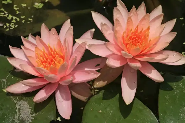 pink water lilies