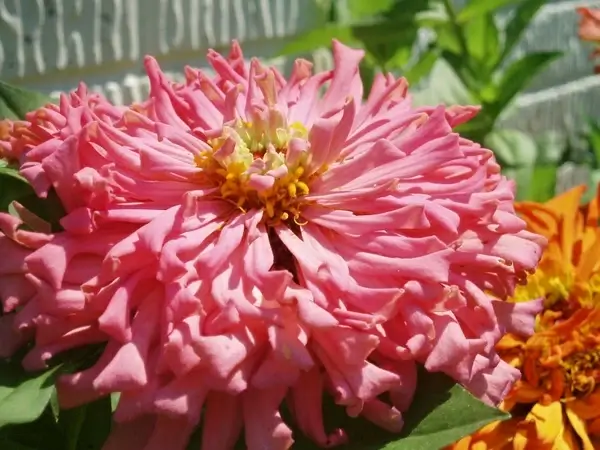 pink zinnia close up